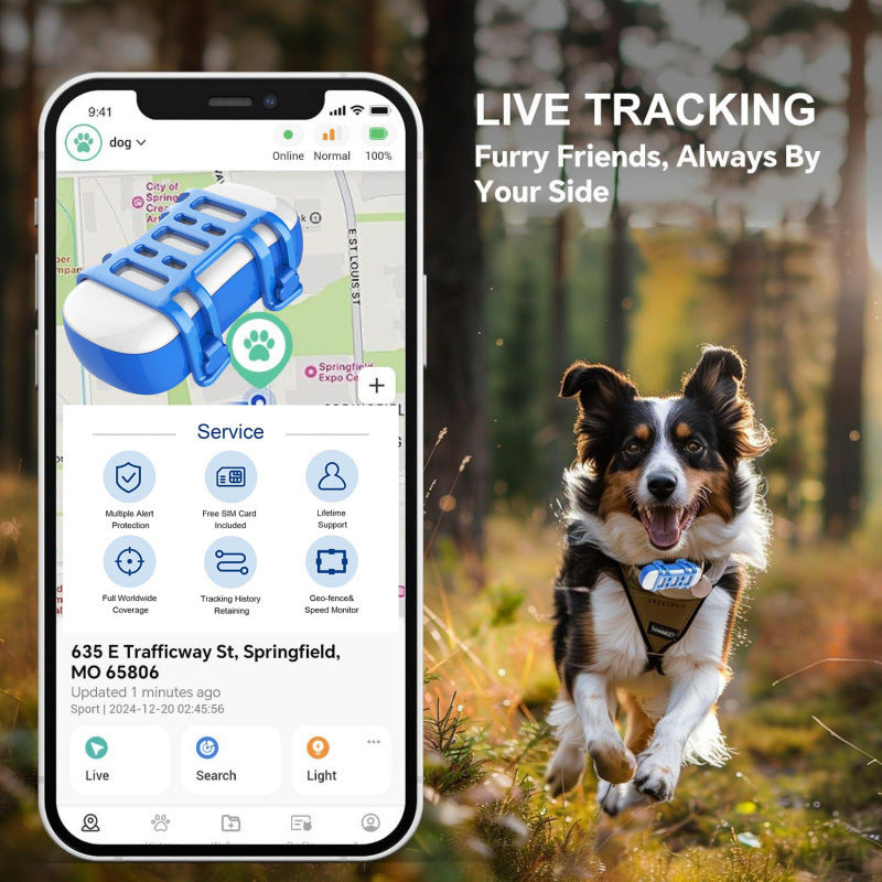 small dog wearing GPS tracker