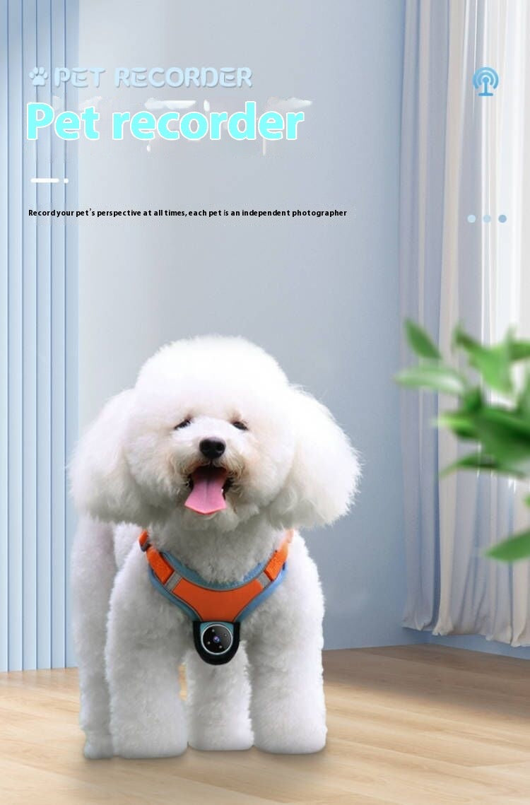 Pet Collars, Harnesses & Accessories